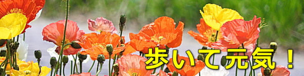 ページのトップ・ポピー